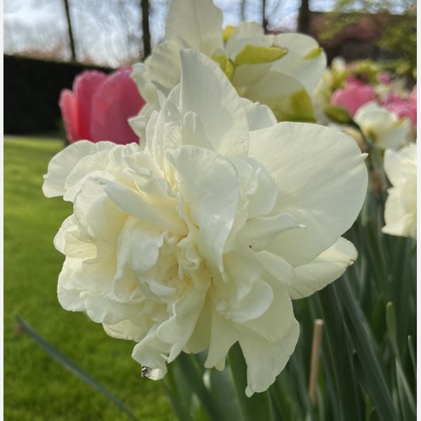 Narcis Obdam 8 lg