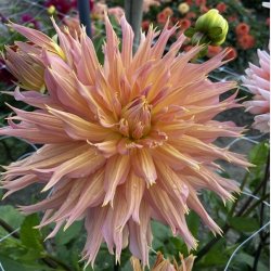 Dahlia Omega 