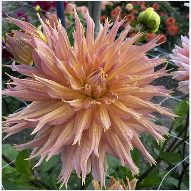 Dahlia Omega 
