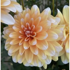 Dahlia Orange Perception 