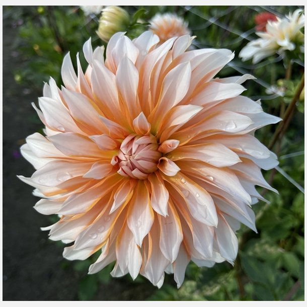 Dahlia Orange &amp; Snow 