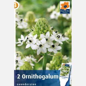 Ornithogalum Saundersiae 