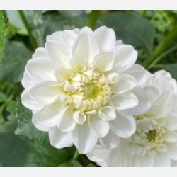 Dahlia Orsett Beauty