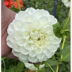 Dahlia Orsett Beauty
