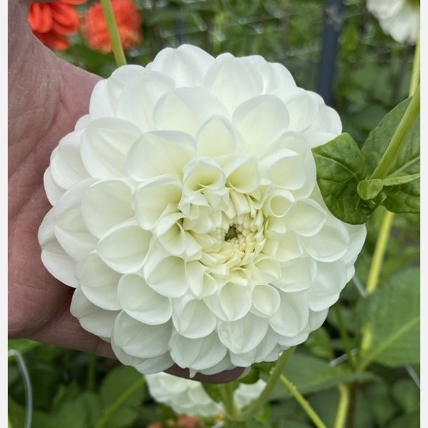 Dahlia Orsett Beauty