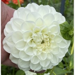 Dahlia Orsett Beauty