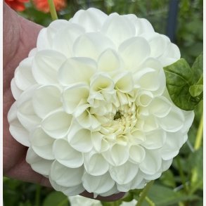 Dahlia Orsett Beauty