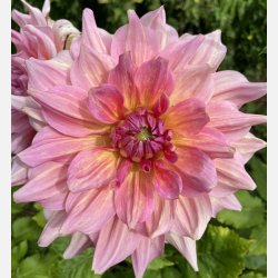 Dahlia Otto's Thrill 