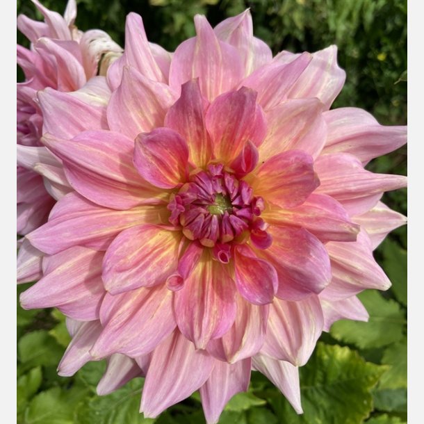 Dahlia Otto's Thrill 