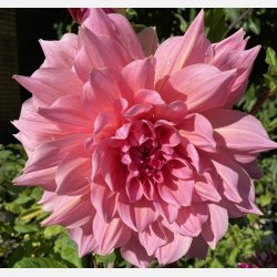Dahlia Otto's Thrill 