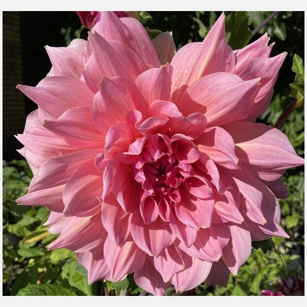 Dahlia Otto's Thrill 