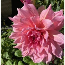 Dahlia Otto's Thrill 