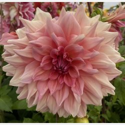 Dahlia Otto's Thrill 