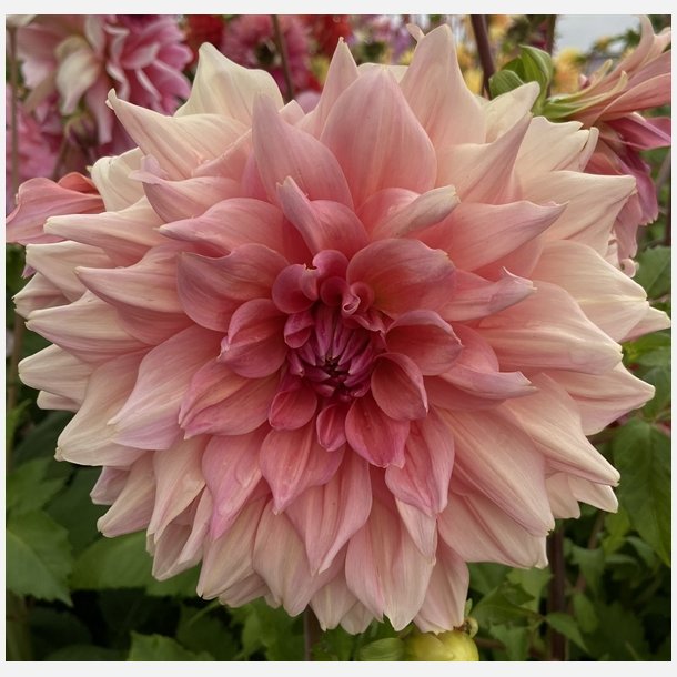 Dahlia Otto's Thrill 
