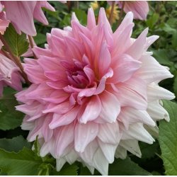 Dahlia Otto's Thrill 