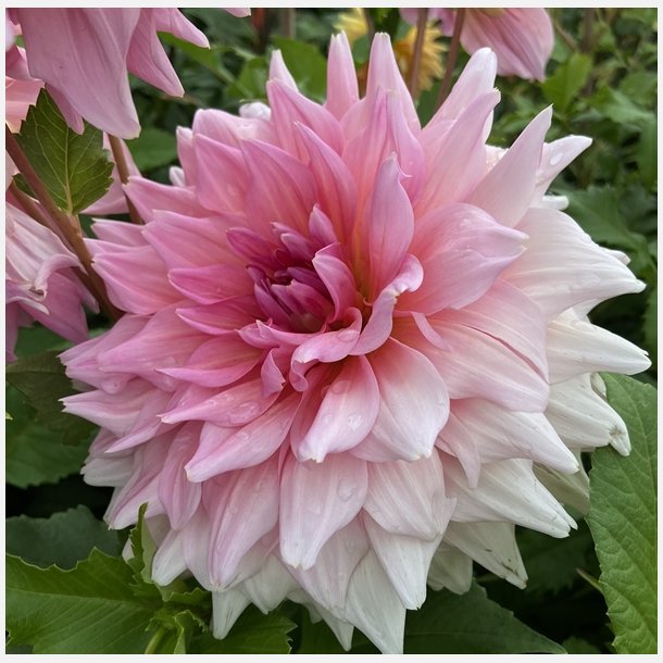 Dahlia Otto's Thrill 