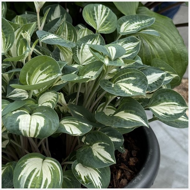Hosta Pandora's Box