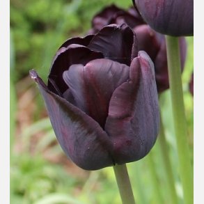 Tulipan Paul Scherer 8 lg