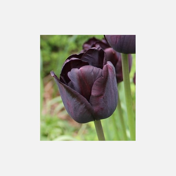Tulipan Paul Scherer 8 lg