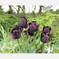 Tulipan Paul Scherer 8 lg