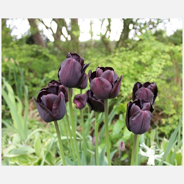 Tulipan Paul Scherer 8 lg