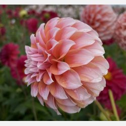 Dahlia Peaches
