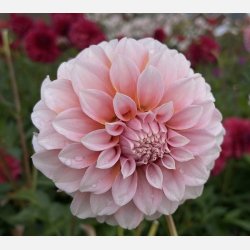 Dahlia Peaches