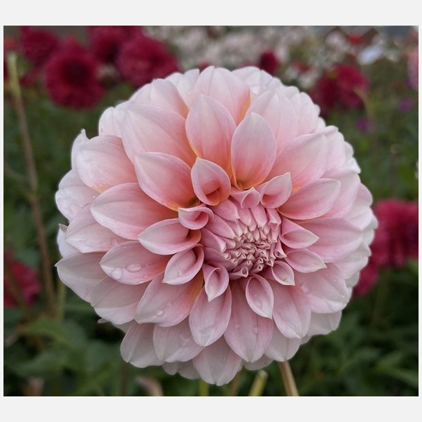 Dahlia Peaches