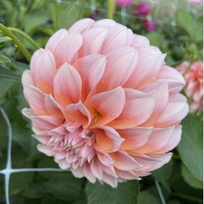 Dahlia Peaches