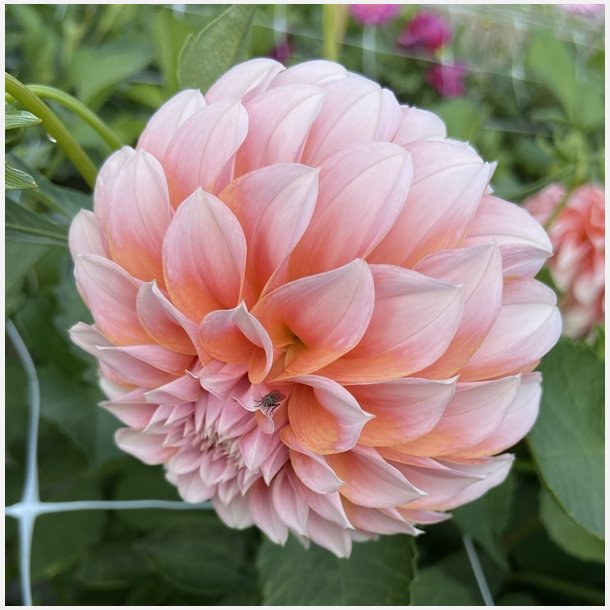 Dahlia Peaches