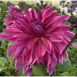 Dahlia Penhill Dark Monarch 