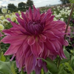 Dahlia Penhill Dark Monarch 