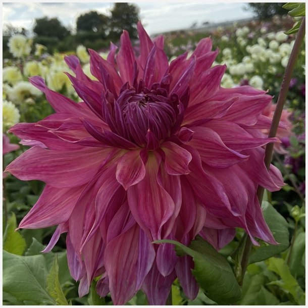 Dahlia Penhill Dark Monarch 