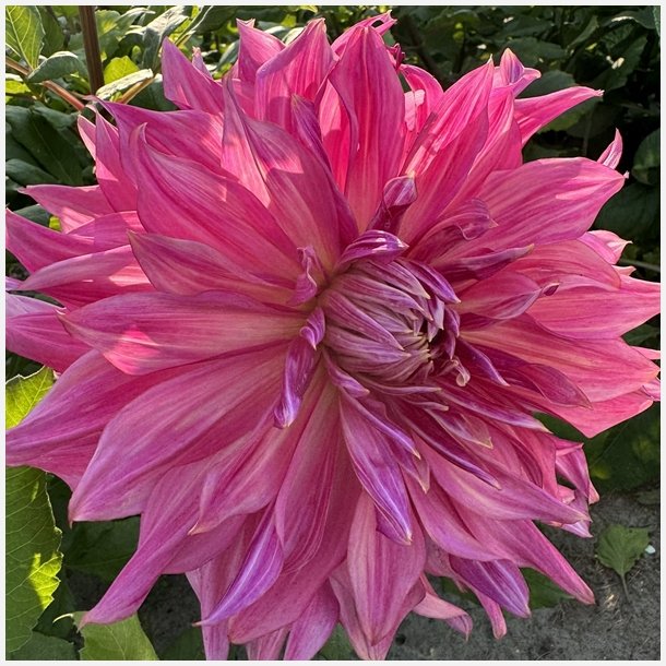 Dahlia Penhill Dark Monarch 