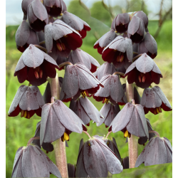 Kejserkrone Persica Adiyaman 1 lg