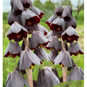 Kejserkrone Persica Adiyaman 1 lg