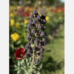 Kejserkrone Persica Adiyaman 1 lg