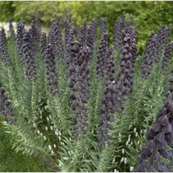 Kejserkrone Persica Adiyaman 1 lg