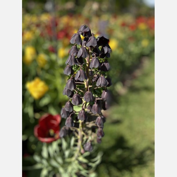 Kejserkrone Persica Adiyaman 1 lg