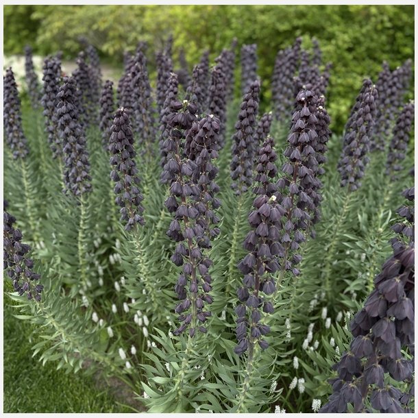 Kejserkrone Persica Adiyaman 1 lg