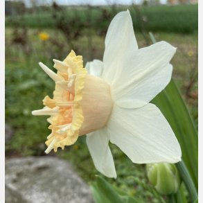 Narcis Petit Four 5 l�g