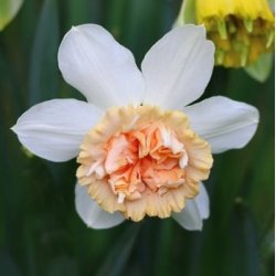 Narcis Petit Four 5 l�g