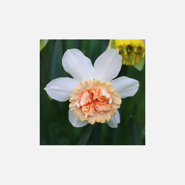 Narcis Petit Four 5 l�g