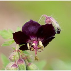 Geranium Phaeum Raven