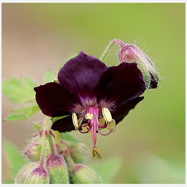 Geranium Phaeum Raven