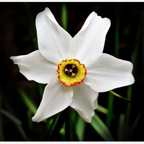 Narcis Pheasant Eye Recurvus 25 lg