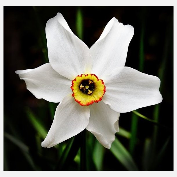 Narcis Pheasant Eye Recurvus 5 lg