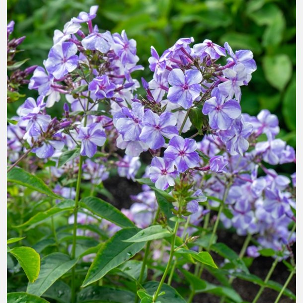 Phlox Gzhel