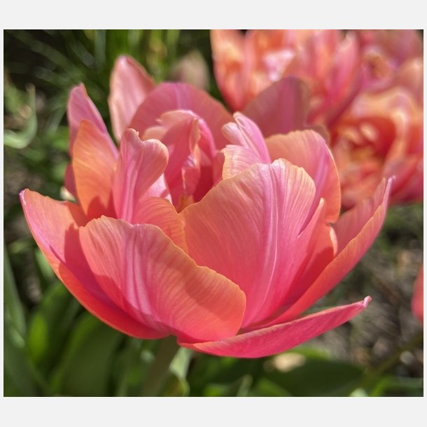 Tulipan Pink Cameo 7 lg