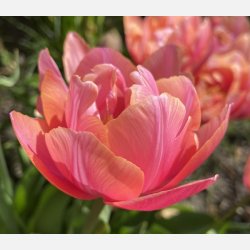 Tulipan Pink Cameo 7 lg
